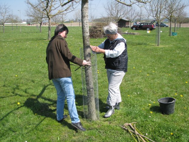 Baumpflege 2010